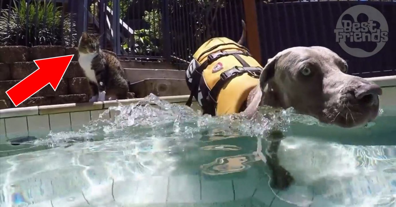 Ce chat adore faire du surf dans la piscine... sur son ami chien!
