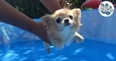 Ce petit chihuahua adore nager dans la piscine, dans l'eau comme au-dessus!