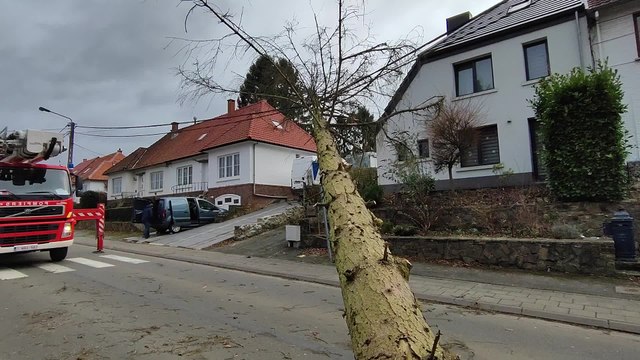 Un sapin couché à Montigny-le-Tilleul