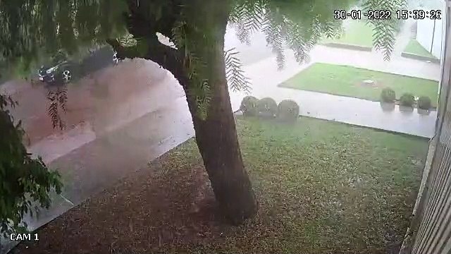 Veja exato momento em que árvore de grande porte cai no Bairro Alto Alegre