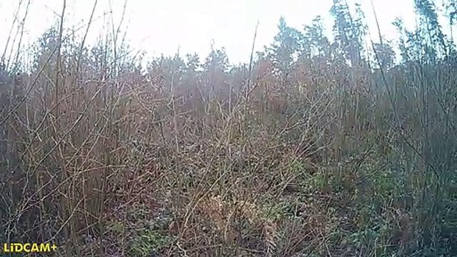 Hunter Charged by Red Stag Deer