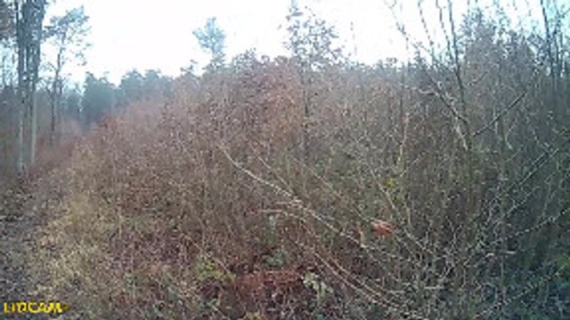 Hunter Charged by Red Stag Deer