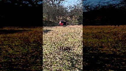 Calf Gets a Child's Toy Car Stuck on its Head