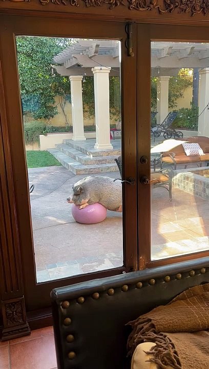 Piggy Yoga Time