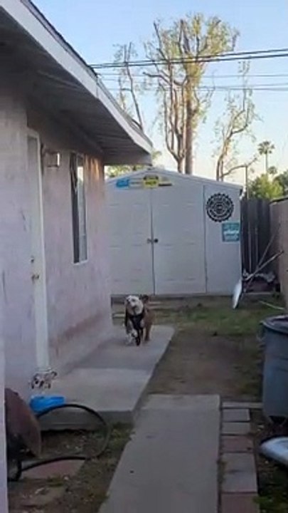 Happy Pup Leaves with Leash