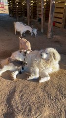 Guard Dog is Very Gentle with Baby Goats