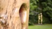Wo aus Bäumen Kunst wird – Holzskulpturen aus Sachsen