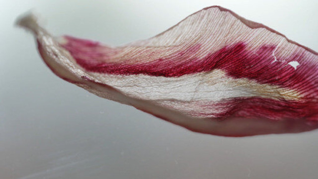 Verfremdete Natur: wie Fotografie den Blick verändert