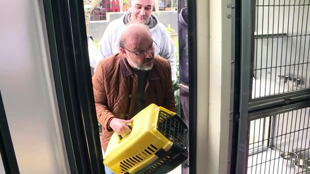 Istanbul bichonne ses chiens et chats errants