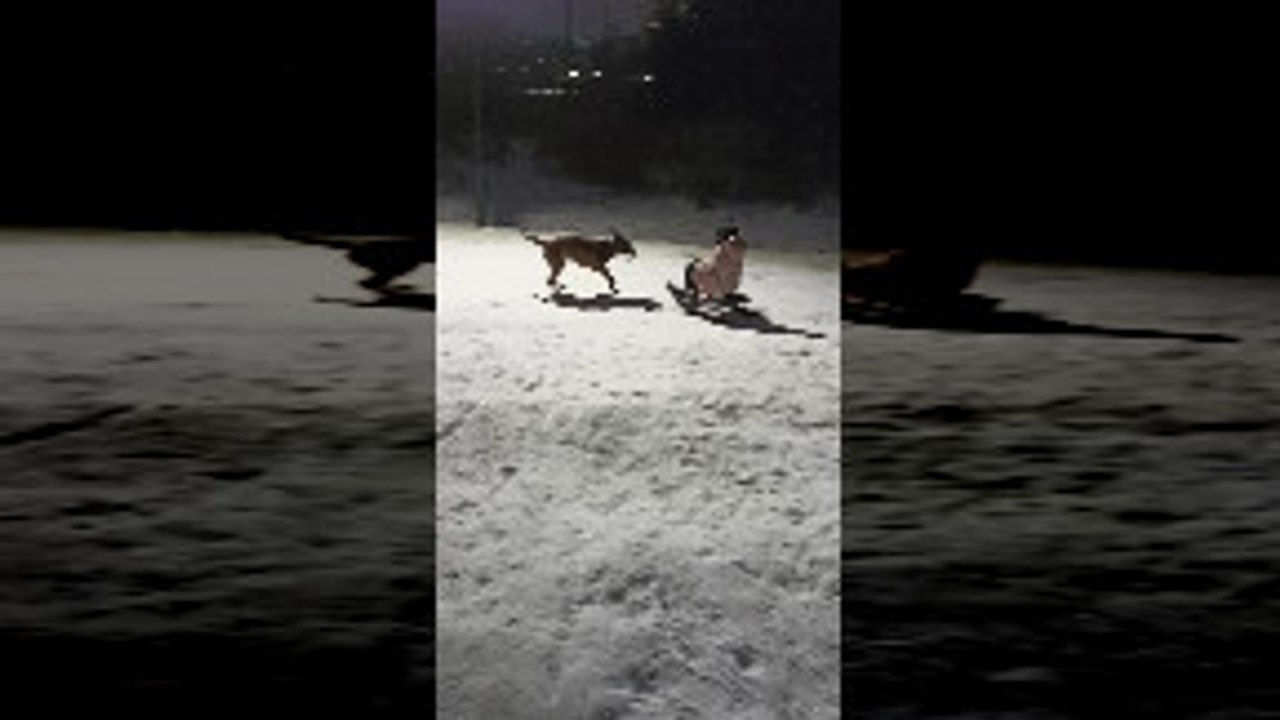 Boxer Pup Pulls Sled