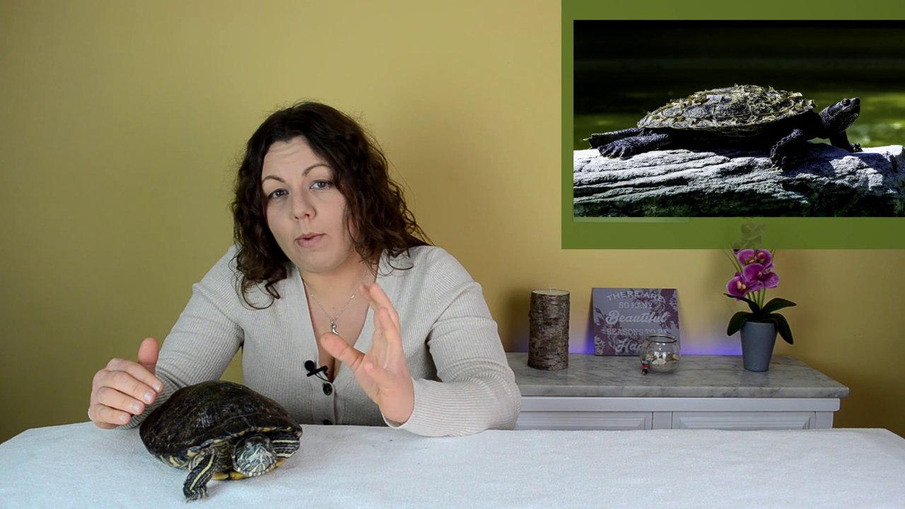 RETENCIÓN DE PLACAS EN TORTUGAS DE AGUA | DISECDISIS | TRATAMIENTO, PREVENCIÓN, CAUSAS Y DIAGNÓSTICO