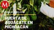 Huerta de aguacate, Michoacán | Conexión Milenio