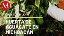 Huerta de aguacate, Michoacán | Conexión Milenio