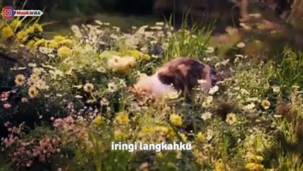 Persahabatan Kucing dan Anak Ayam _ Endingnya kok nyesek !! _ Story 30 detik