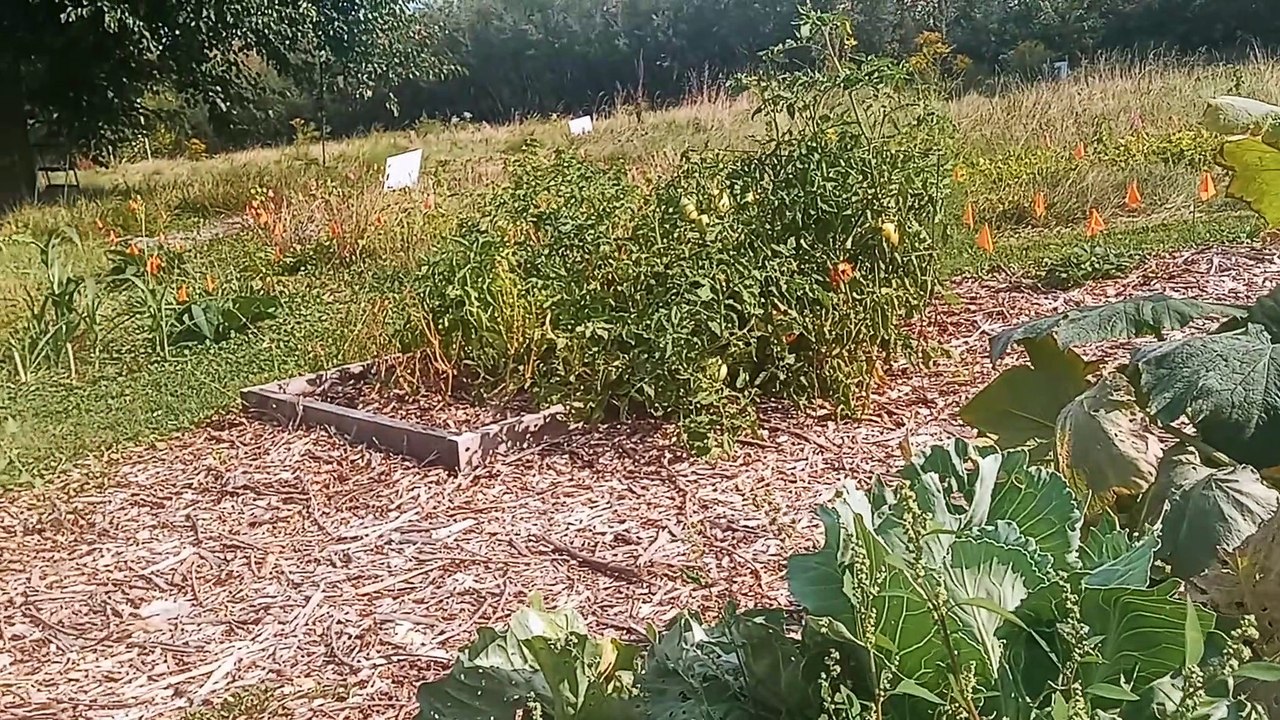 Dehydrating Tomatoes and Zucchini using Mandoline Slicer