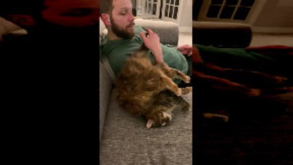 Chonky Cat Flips Over on Couch