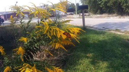 Quick Monarch Butterfly Video