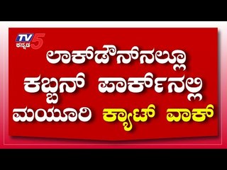 ಲಾಕ್​ಡೌನ್​ನಲ್ಲೂ ಕಬ್ಬನ್​ ಪಾರ್ಕ್​ನಲ್ಲಿ ಮಯೂರಿ ಕ್ಯಾಟ್​​​ ವಾಕ್ |  Peacock | Bengaluru | Tv5 Kannada