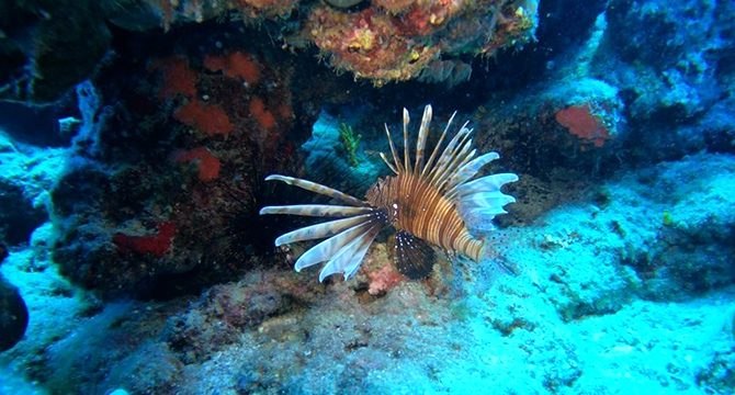 Deniz suyu soğudu, istilacı balık türleri kıyıyı terk ederek derine çekildi