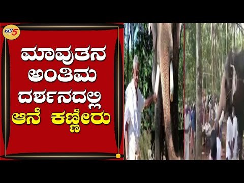 ಆಗಲಿದ ಮಾವುತನ ಅಂತಿಮ ದರ್ಶನ ಪಡೆದ ಆನೆ | Kerala | Elephant Viral Video | TV5 Kannada