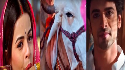 Thapki Pyar Ki 2 Spoiler: Thapki ने बांसुरी बजाकर किया गोमाता को शांत;  Purab ङुआ खुश |FilmiBeat