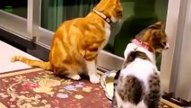 Lucu Banget! Momen Langka Kucing Oren Bar-bar Ketakutan Disosor Angsa Bar-bar - Angsa VS Kucing