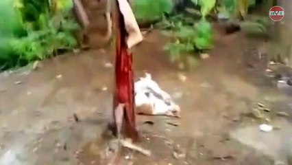 Kucing Lucu Dan Anak Kucing Mengeong. Kompilasi [Hd]