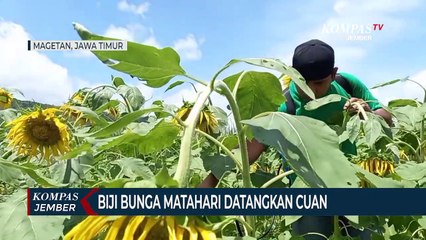 Si Cantik Bunga Matahari Datangkan Cuan