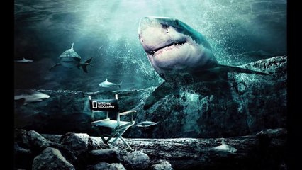 Megalodonte alla scoperta dello squalo più grande che sia mai esistito