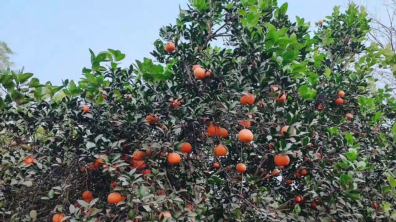 Visit to orange plants