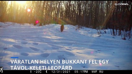 Váratlan helyen bukkant fel egy távol-keleti leopárd