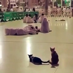 Kucing masuk masjid bangunkan orang sholat