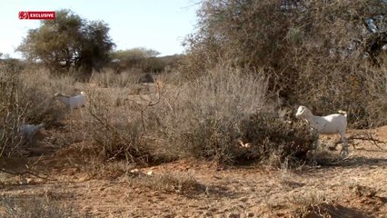 موجة جفاف قاسية تضرب إقليم الصومال شرقي إثيوبيا