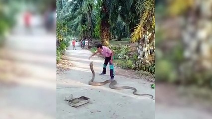 Tayland'da bir adam 4,5 metre uzunluğundaki yılanı boynundan yakaladı