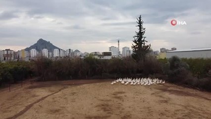 Kazın başkenti Kars'a kaz satıyor