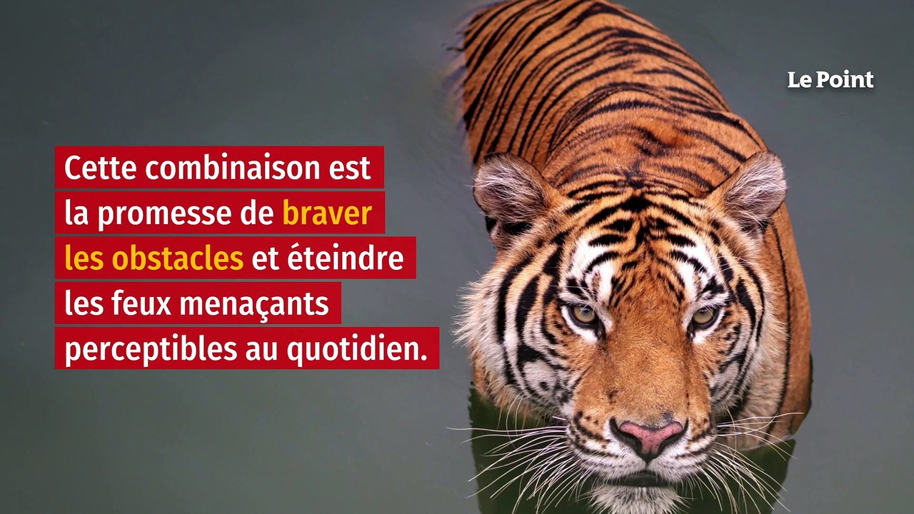 Nouvel An lunaire : quelle signification revêt l’année du Tigre d’eau ?