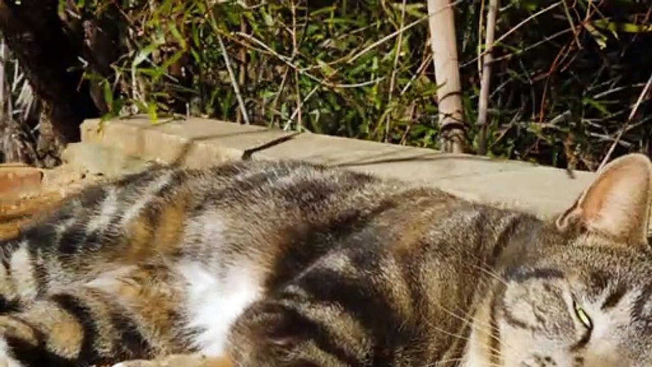 Kucing imut