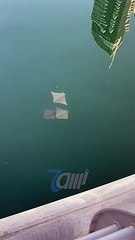 A Fever of Stingrays Spotted in Dubai Marina