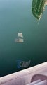 A Fever of Stingrays Spotted in Dubai Marina