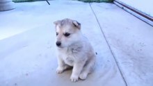 Husky Dog's First Howl