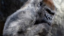 Etats-Unis : Ozzie, le plus vieux gorille mâle du monde, s'est éteint