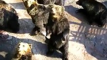 Bears are good at fan service.