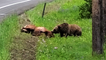 'WILD footage of a grizzly bear dominating an elk caught on camera in Wyoming'