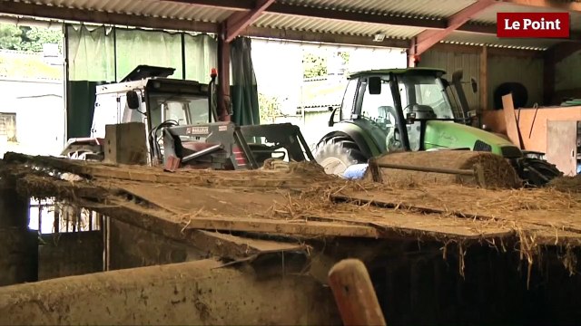 Élevage porcin : Si ça continue comme ça, je préfère arrêter