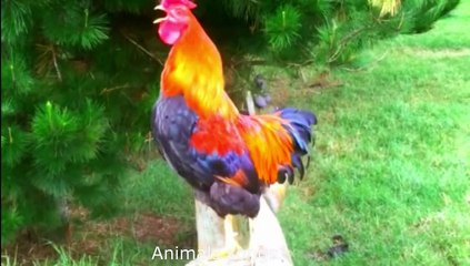 Chicken | Chicken Song And Dance