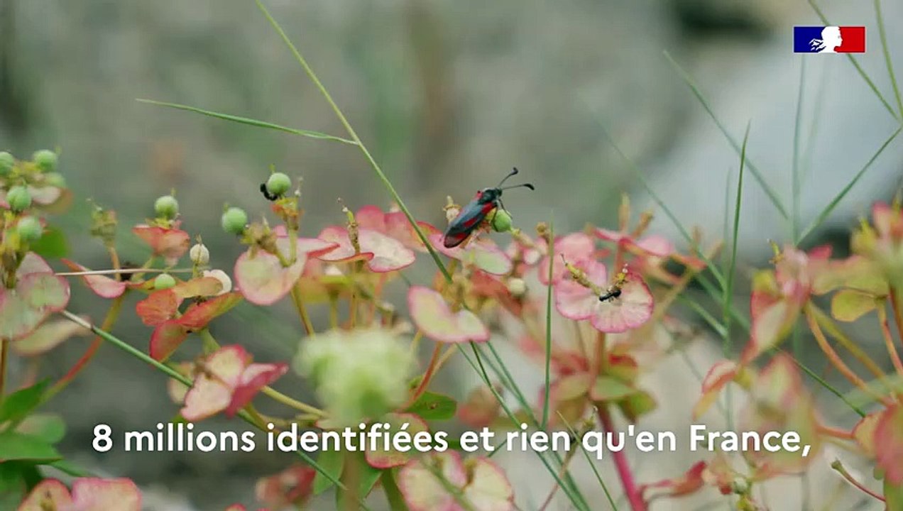 Intervention de la secrétaire d’État chargée de la Biodiversité (DREAL Nouvelle-Aquitaine)