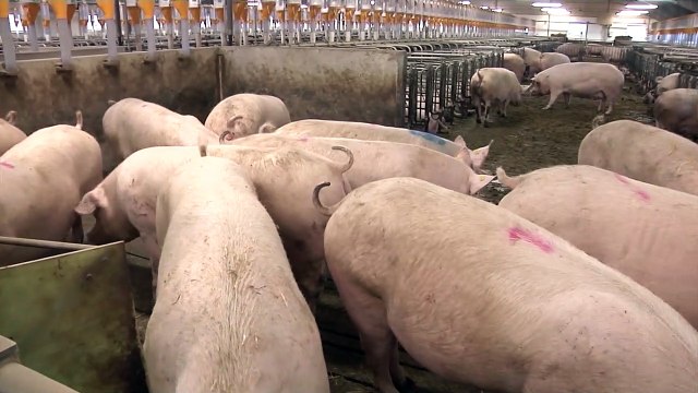 La filière porcine plombée par la hausse des coûts de production et la chute des prix de la viande