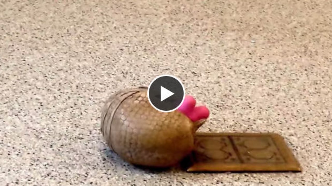 Dieses Gürteltier amüsiert sich wie verrückt mit seinem Spielzeug - zum Knuddeln!