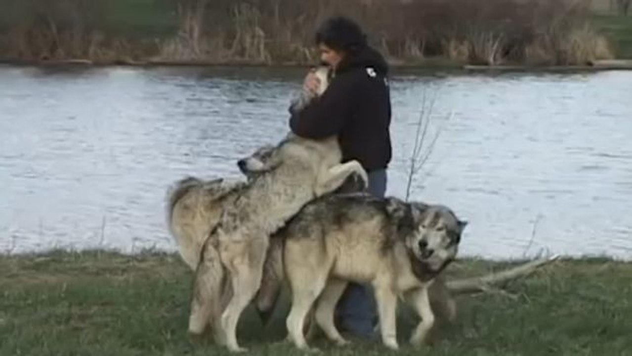 Dieser Fotograf wurde von Wölfen umzingelt... und mit Umarmungen überhäuft!