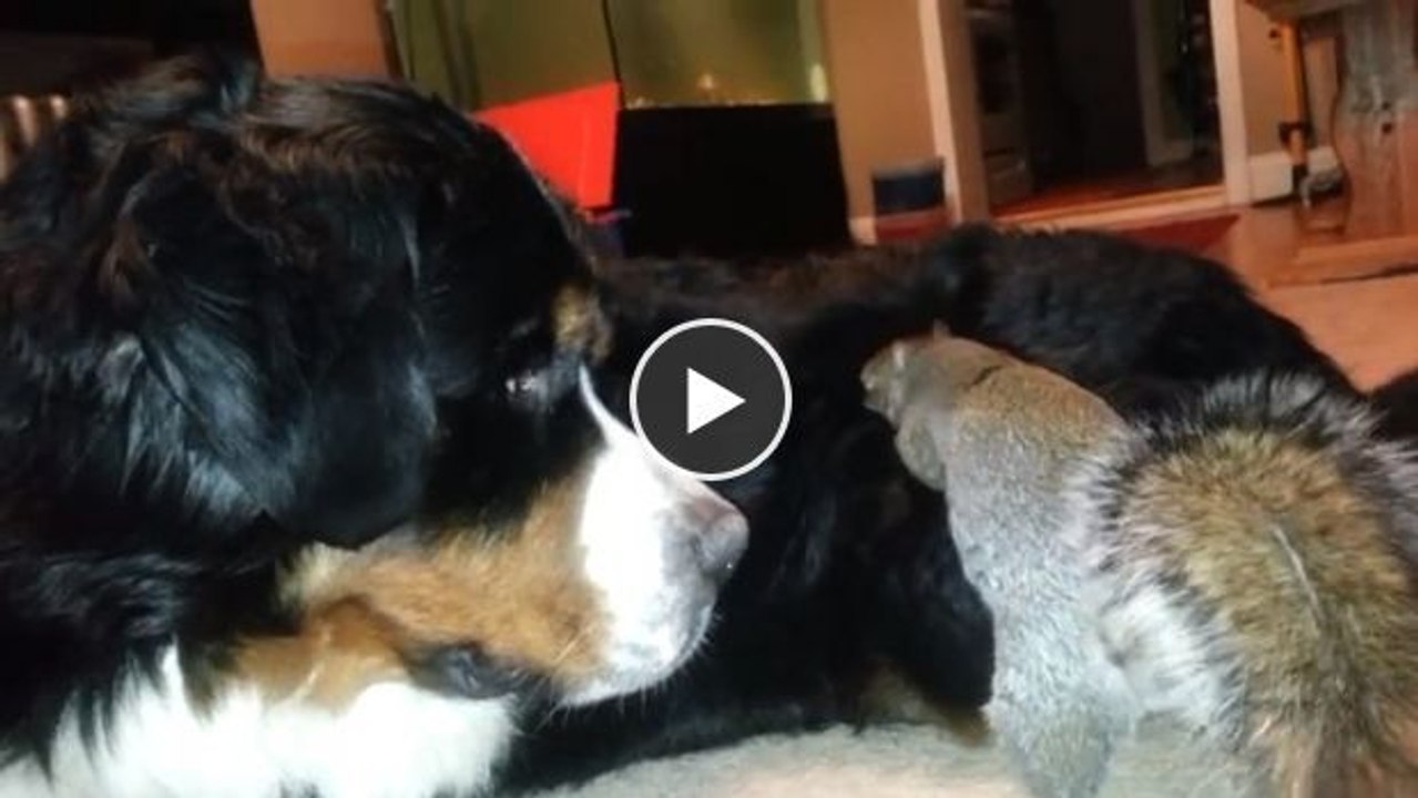 Ein Eichhörnchen sucht ein Versteck für seine Nuss - und findet einen sehr originellen Ort!